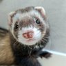 sin's profile picture