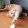 Фото профиля rodemu🍖🎹🐈️
