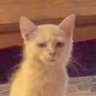 Profilbild von kels