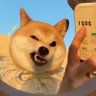 狗尾巴草's profile picture