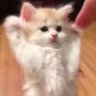 แมวส้ม ・◡̉̈・ 的头像