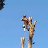 3H Tree Service's profile picture