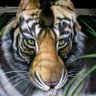Фото профиля Jimmy Gallardo