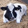 Paul 🐄🐂🐺's profile picture