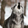 Wolf Faith 的头像