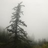 Фото профиля bigcone douglas fir