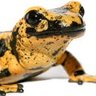 Фото профиля curryfdsalamander