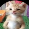 Profilbild von Poppy (e/acc)