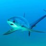 Profilbild von Shark🦈
