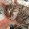 もがみのトラネコ's profile picture