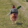 Profilbild von はまかた