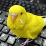 くろまく/インコ探してます profil fotoğrafı