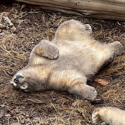 huber_mambaken's profile picture