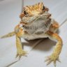 Profilbild von Kodomobu_