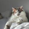 Ammouleh profil fotoğrafı