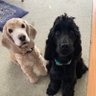 🦮マフィン&🐕🦺マオ+おすかる 的头像