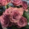 Profilbild von MontmartreRose