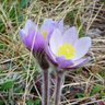 Profilbild von Prairie Crocus