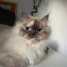 عمر's profile picture