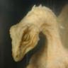 Titanium Dragon profil fotoğrafı