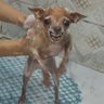 Profilbild von bora jogar um baska?