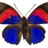 Фото профиля Purplebutterfly