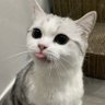 Profilbild von Nyankichi777