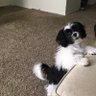 Big Dog!!'s profile picture