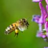 AnythingButBee profil fotoğrafı