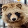 こうせいのぽんた@安野家's profile picture