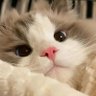 rafff profil fotoğrafı