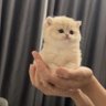cat 的头像