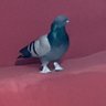 jesus brave's profile picture