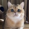 Acan's profile picture