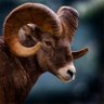 Sheep.wav 的头像