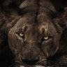 palma's profile picture