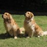 Dogs are nothing but love's profile picture