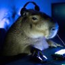 Nãtss's profile picture