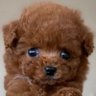 わんLove🐶 profil fotoğrafı