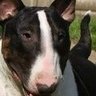 Craig Cutter's profile picture