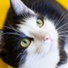 Enjoy Animal Videos and Photos!'s profile picture