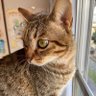 ゆんゆん profil fotoğrafı