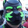 Pup_avadur's profile picture