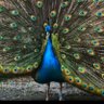 pu yang profil fotoğrafı