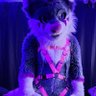 Фото профиля JaroWolf-Afterdark