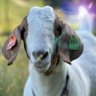 Фото профиля what_is_a_profile_anyway?