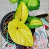 Profilbild von キヨの山野草