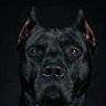 PerroMalo's profile picture