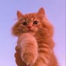 Why We Love Cats 😍 的头像