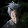 Ibrahim Yaacob's profile picture